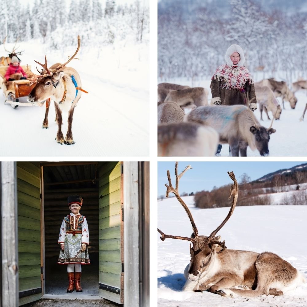 reindeer in norway